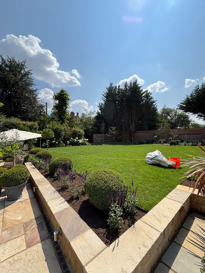 Raised beds walled and capped in sandstone, planted with clipped box balls and purple salvia, a large lawn and a slatted timber fence beyond